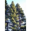 56164 sequoia sempervirens 10ks