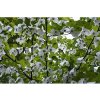 Davidia - Davidia Involucrata, 1ks