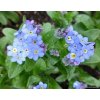 56605 pomnenka lesni myosotis sylvatica