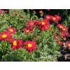 56626 kopretina sarlatova tanacetum coccineum