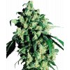 Sensi Seeds Super Skunk feminizovaná (Balení 5 ks)