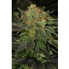 T.H. Seeds Bubblegum, feminizovaná semena konopí (Balení 5 ks)