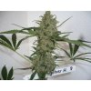 Sensi Seeds Silver Haze feminized (Balení 5 ks)