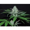 Ripper Seeds, Sideral, feminized (Balení 5ks)