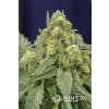 Silent Seeds White Widow feminized (Balení 5ks)