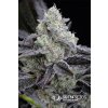 Silent Seeds L.A. Vanilla Cake feminized (Balení 10ks)