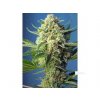 Sweet Seeds Auto S.A.D. feminized autoflowering (Balení 5+2 ks)