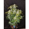 Fast Buds CBD Crack Auto feminizovaná autoflowering (Balení 5 ks)