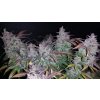 Fast Buds Fastberry Auto feminizovaná autoflowering (Balení 5 ks)