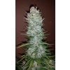 Fast Buds G14 Auto feminizovaná autoflowering (Balení 5 ks)