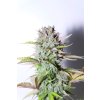Fast Buds G14 Auto feminizovaná autoflowering (Balení 5 ks)