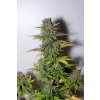 Fast Buds G14 Auto feminizovaná autoflowering (Balení 5 ks)