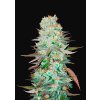 Fast Buds G14 Auto, feminizovaná semena konopí, samonakvétací