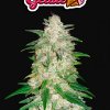 Fast Buds Gelato Auto feminizovaná autoflowering (Balení 5 ks)