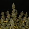 Fast Buds Gelato Auto feminizovaná autoflowering (Balení 5 ks)