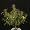 Fast Buds Gelato Auto feminizovaná autoflowering (Balení 5 ks)