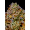 Fast Buds Gelato Auto, feminizovaná semena konopí, samonakvétací