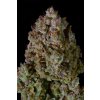 Fast Buds Gelato Auto, feminizovaná semena konopí, samonakvétací