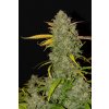 Fast Buds Gelato Auto, feminizovaná semena konopí, samonakvétací