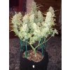 Fast Buds Green Crack Auto feminizovaná autoflowering (Balení 5 ks)
