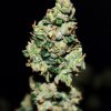 Fast Buds Green Crack Auto, feminizovaná semena konopí, samonakvétací