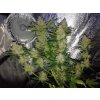 Fast Buds Green Crack Auto, feminizovaná semena konopí, samonakvétací