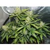 Fast Buds Green Crack Auto feminizovaná autoflowering (Balení 5 ks)