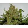 Fast Buds Green Crack Auto feminizovaná autoflowering (Balení 5 ks)