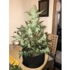 Fast Buds Green Crack Auto feminizovaná autoflowering (Balení 5 ks)