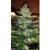 Fast Buds Green Crack Auto feminizovaná autoflowering (Balení 5 ks)
