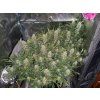 59071 4 fast buds grapefruit matic auto feminizovana semena konopi samonakvetaci