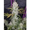 Fast Buds Girl Scout Cookies Auto feminizovaná autoflowering (Balení 5 ks)