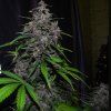 59080 5 fast buds lsd 25 auto feminizovana semena konopi samonakvetaci