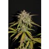 Fast Buds Smoothie Auto feminizovaná autoflowering (Balení 5 ks)