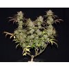 Fast Buds Smoothie Auto feminizovaná autoflowering (Balení 5 ks)
