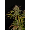 Fast Buds Smoothie Auto feminizovaná autoflowering (Balení 5 ks)