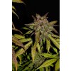 Fast Buds Smoothie Auto feminizovaná autoflowering (Balení 5 ks)