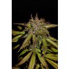 Fast Buds Smoothie Auto feminizovaná autoflowering (Balení 5 ks)