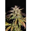 Fast Buds Smoothie Auto feminizovaná autoflowering (Balení 5 ks)