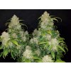 Fast Buds Zkittlez Auto feminizovaná autoflowering (Balení 5 ks)