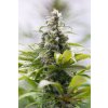 Humboldt Seeds Green Crack CBD feminizovaná (Balení 5 ks)