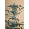 Humboldt Seeds Green Crack CBD feminizovaná (Balení 5 ks)