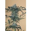 Humboldt Seeds Green Crack CBD feminizovaná (Balení 5 ks)
