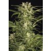 59278 1 humboldt seeds lemon juice express autoflowering feminizovana semena konopi samonakvetaci