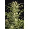 Humboldt Seeds Lemon Juice Express Autoflowering feminizovaná autoflowering (Balení 5 ks)