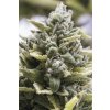 59299 1 humboldt seeds og kush autoflowering feminizovana semena konopi samonakvetaci