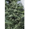 Humboldt Seeds Sour Diesel #2 feminizovaná (Balení 5 ks)