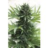 59335 1 humboldt seeds sour diesel autoflowering feminizovana semena konopi samonakvetaci