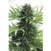 Humboldt Seeds Sour Diesel Autoflowering feminizovaná autoflowering (Balení 5 ks)