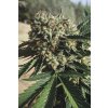 Humboldt Seeds Sapphire OG, feminizovaná semena konopí